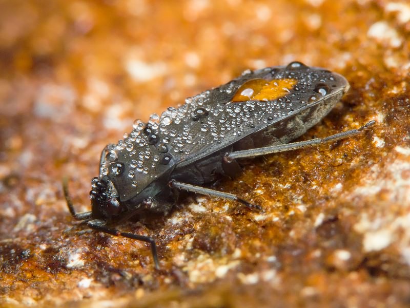 Aphanus rolandri (Linnaeus, 1758)